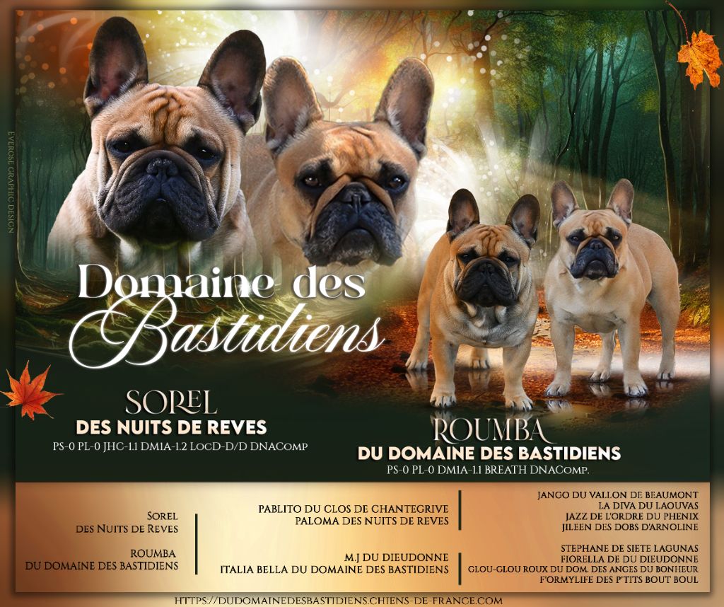 chiot Bouledogue français du Domaine des Bastidiens