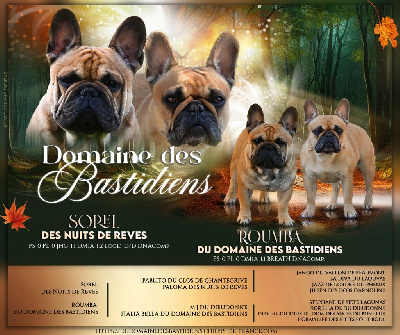 du Domaine des Bastidiens - Bouledogue français - Portée née le 06/11/2024