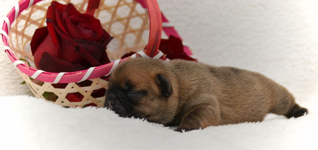 chiot Bouledogue français du Domaine des Bastidiens