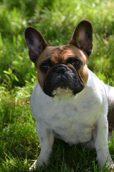 Indiana du Domaine des Bastidiens