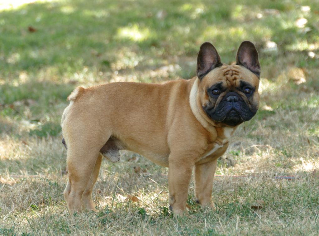 Tony montana Du Domaine De Nelya