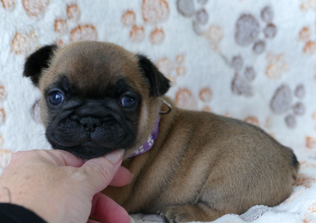 du Domaine des Bastidiens - Chiots disponibles - Bouledogue français