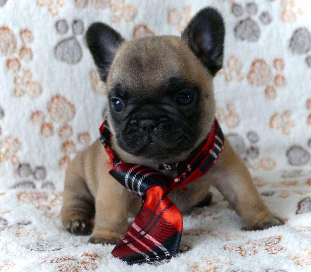 du Domaine des Bastidiens - Chiots disponibles - Bouledogue français
