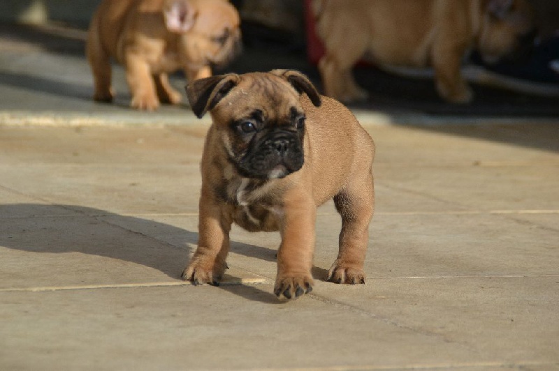 du Domaine des Bastidiens - Bouledogue français - Portée née le 27/10/2016