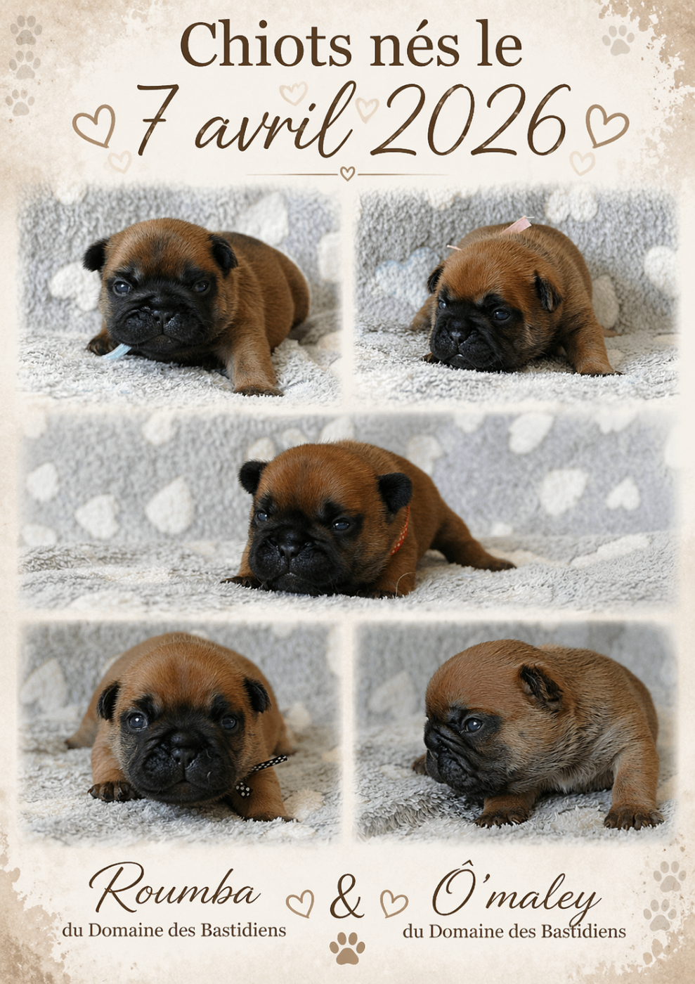 Chiot Bouledogue français du Domaine des Bastidiens