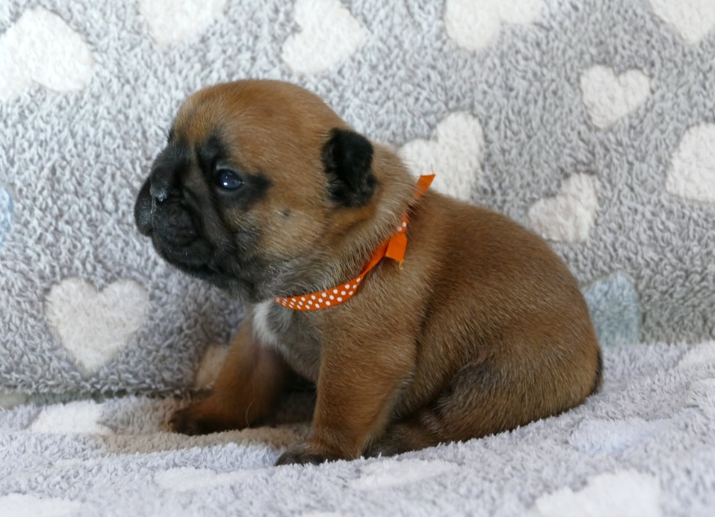 du Domaine des Bastidiens - Chiots disponibles - Bouledogue français
