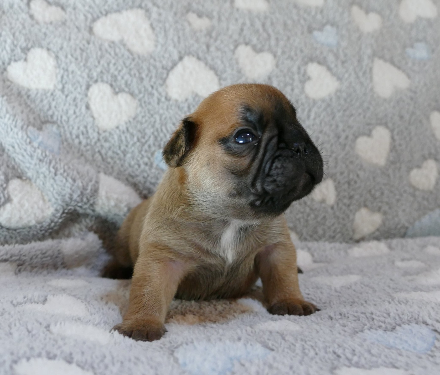 du Domaine des Bastidiens - Chiots disponibles - Bouledogue français