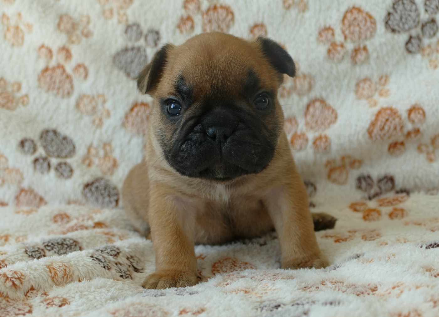 du Domaine des Bastidiens - Chiots disponibles - Bouledogue français