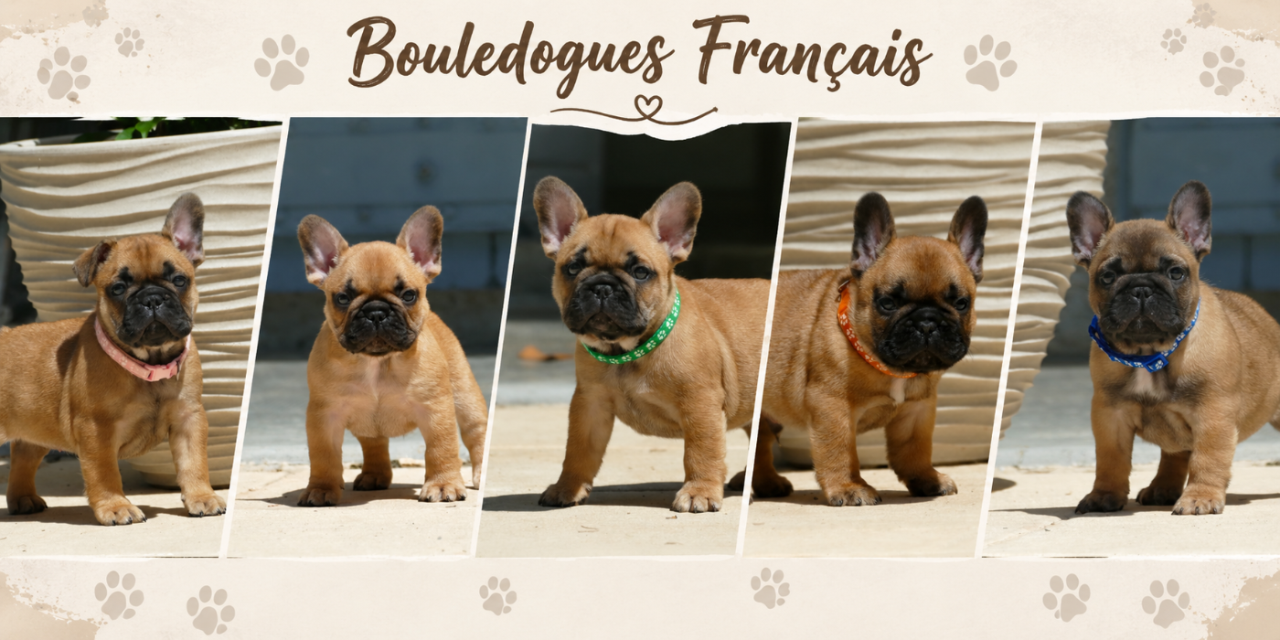 du Domaine des Bastidiens - Bouledogue français - Portée née le 07/04/2026