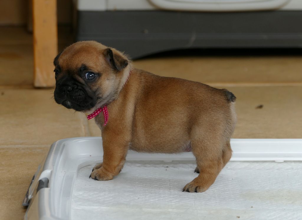 du Domaine des Bastidiens - Chiots disponibles - Bouledogue français