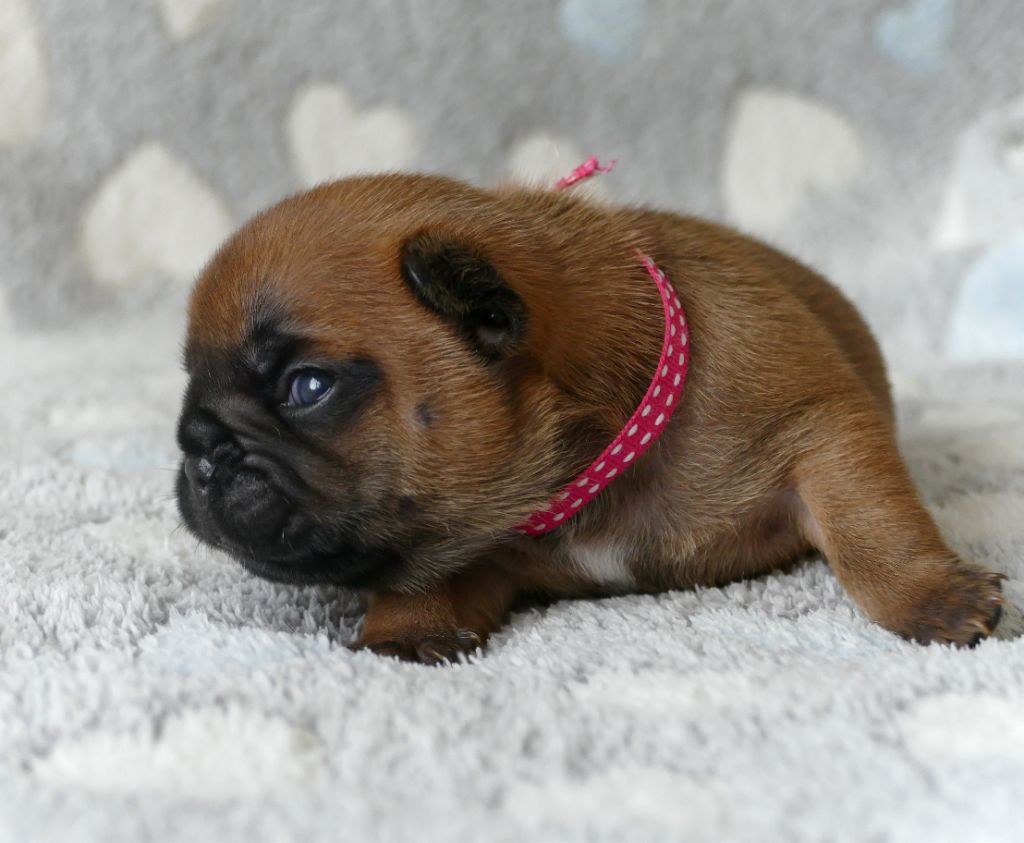du Domaine des Bastidiens - Chiots disponibles - Bouledogue français