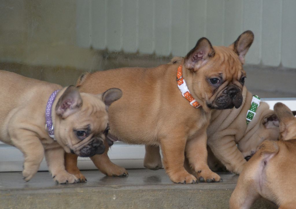 du Domaine des Bastidiens - Bouledogue français - Portée née le 26/10/2019