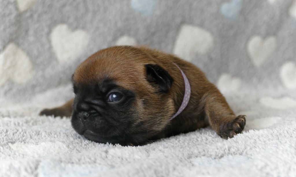 du Domaine des Bastidiens - Chiots disponibles - Bouledogue français