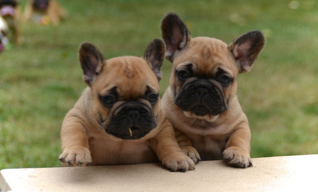 du Domaine des Bastidiens - Bouledogue français - Portée née le 24/07/2021