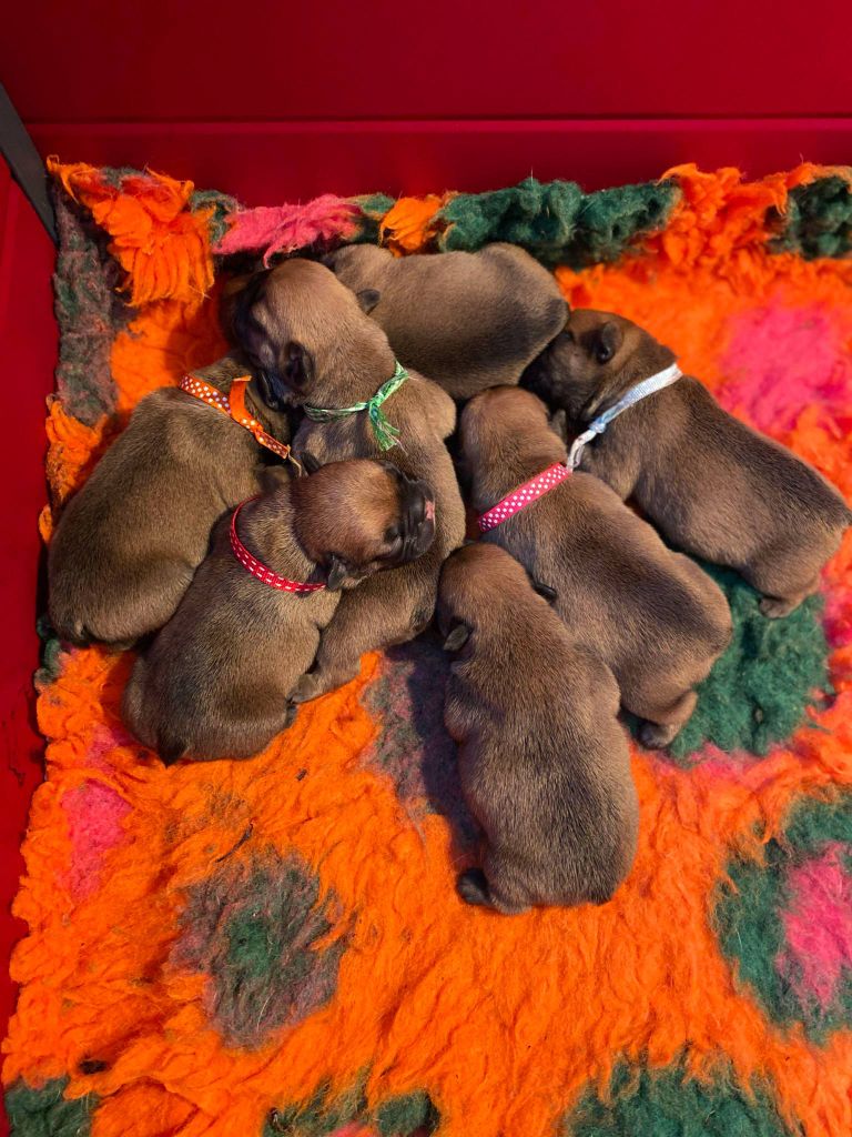 Chiot Bouledogue français du Domaine des Bastidiens