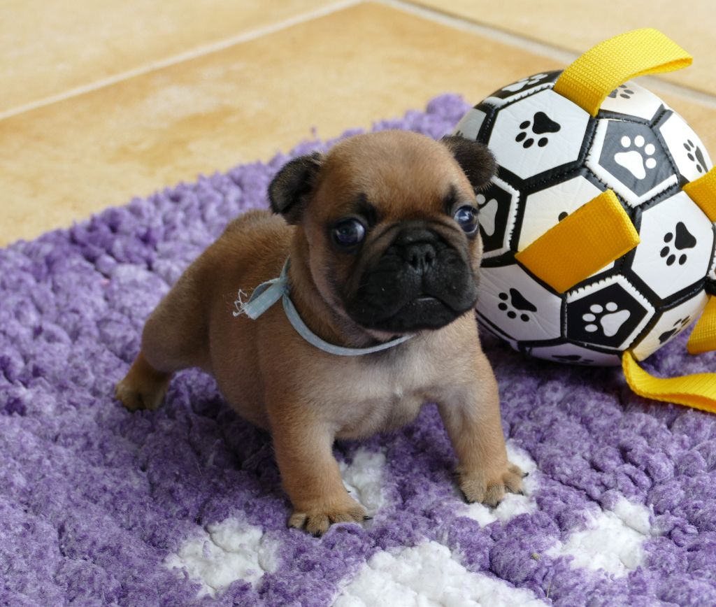 du Domaine des Bastidiens - Chiots disponibles - Bouledogue français
