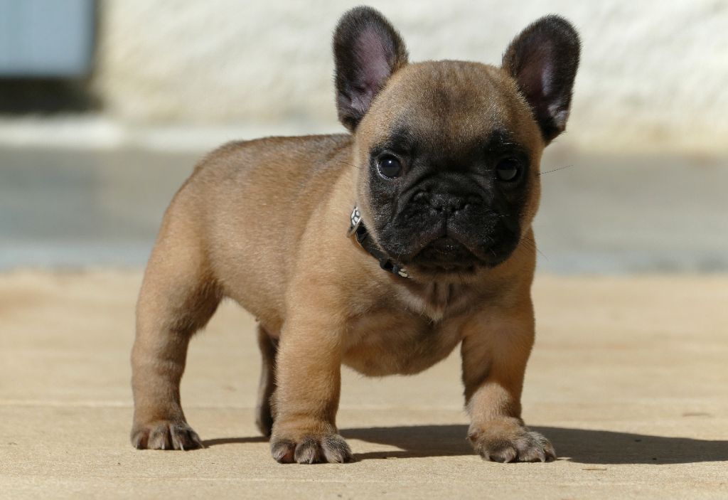 du Domaine des Bastidiens - Chiots disponibles - Bouledogue français