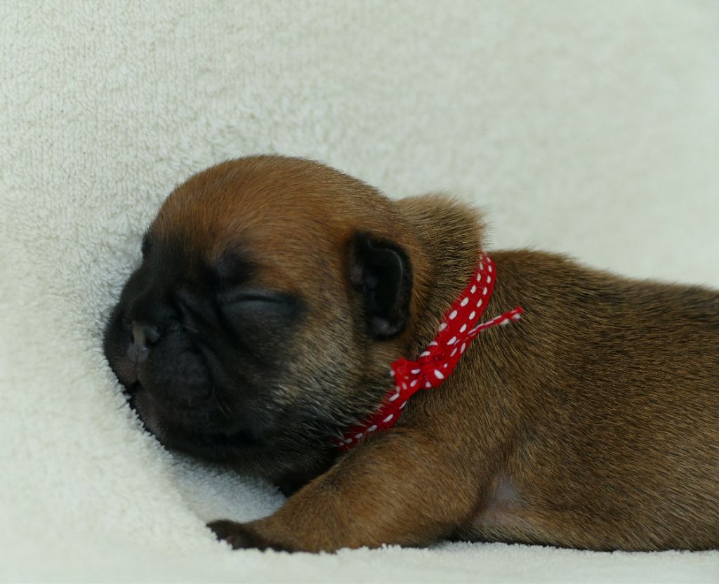 du Domaine des Bastidiens - Chiots disponibles - Bouledogue français