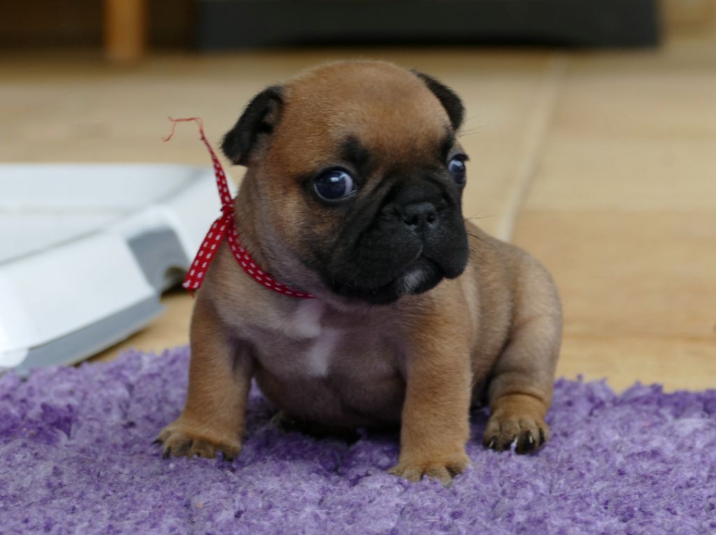 du Domaine des Bastidiens - Chiots disponibles - Bouledogue français