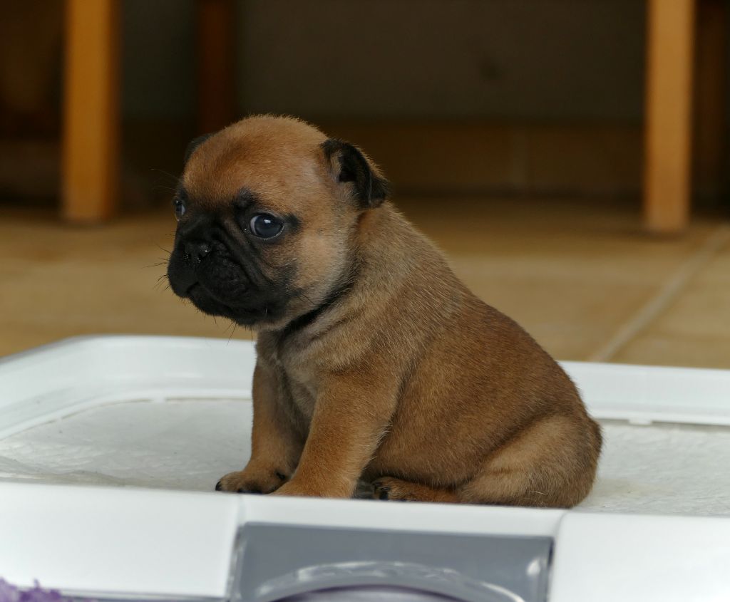 du Domaine des Bastidiens - Chiots disponibles - Bouledogue français