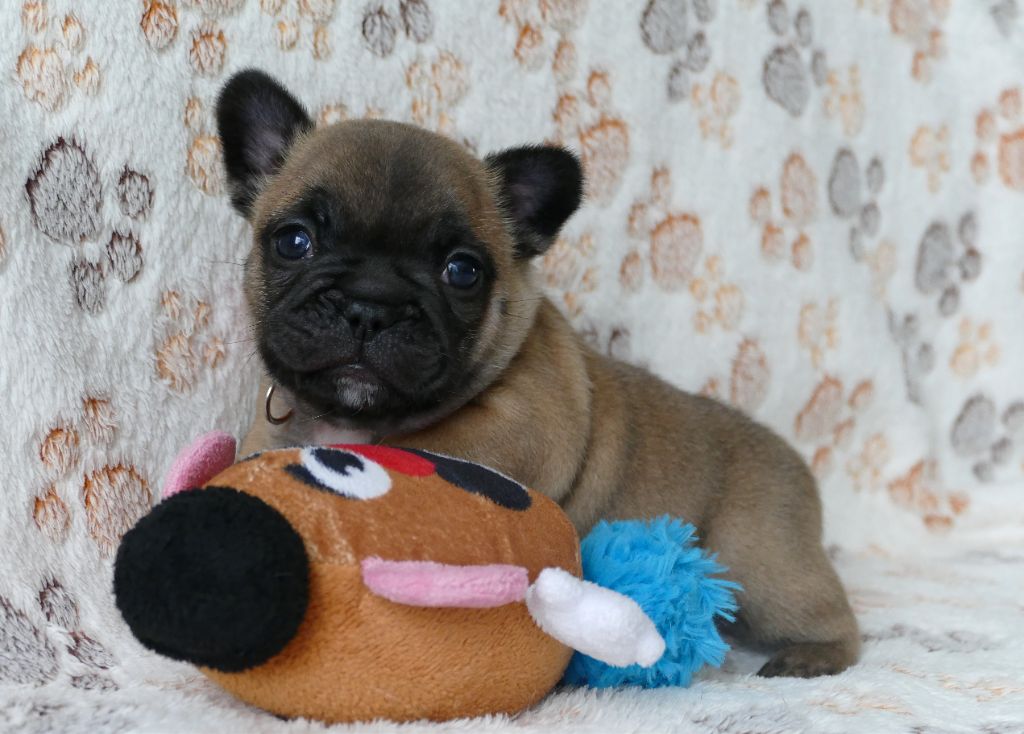 du Domaine des Bastidiens - Chiots disponibles - Bouledogue français