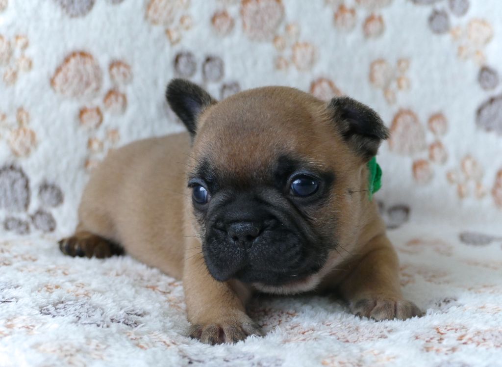 du Domaine des Bastidiens - Chiots disponibles - Bouledogue français