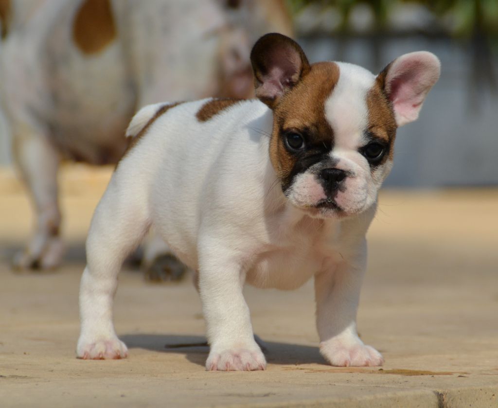du Domaine des Bastidiens - Bouledogue français - Portée née le 29/08/2018