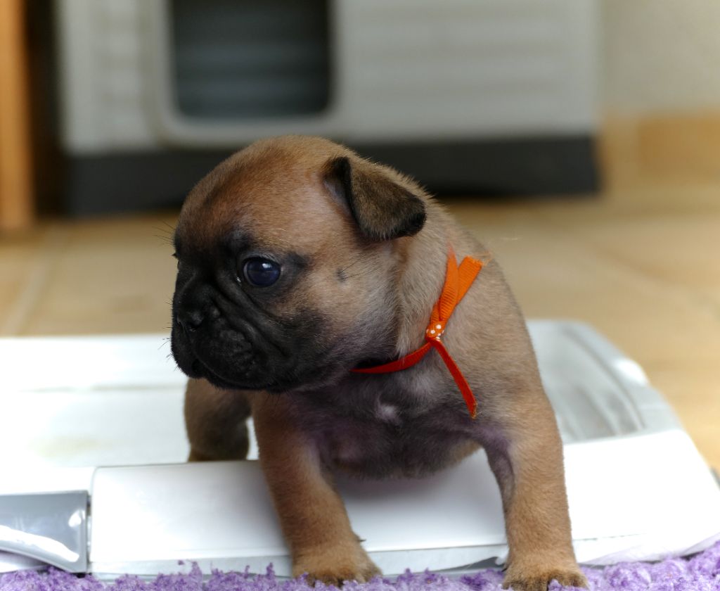 du Domaine des Bastidiens - Chiots disponibles - Bouledogue français