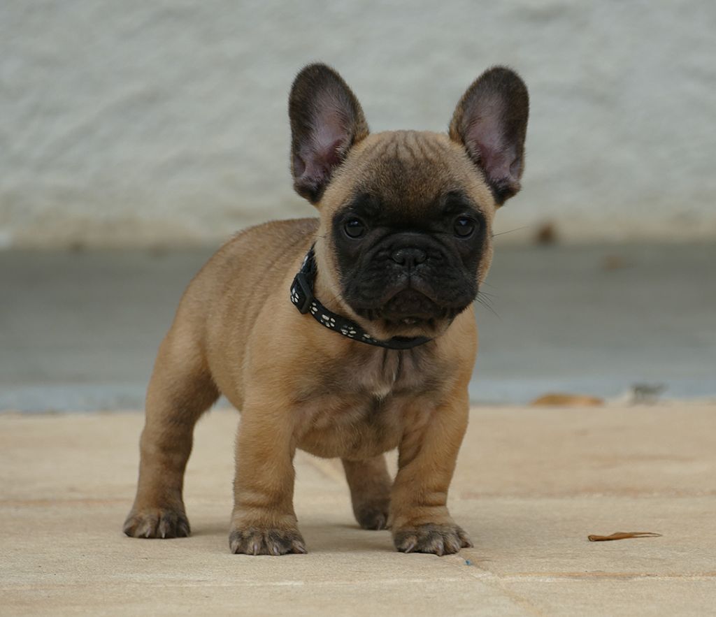 du Domaine des Bastidiens - Chiots disponibles - Bouledogue français