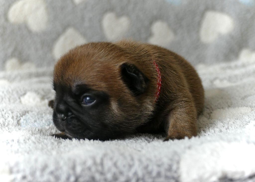 du Domaine des Bastidiens - Chiots disponibles - Bouledogue français