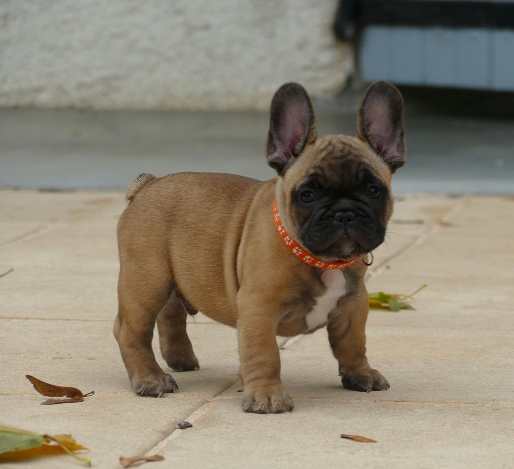 du Domaine des Bastidiens - Bouledogue français - Portée née le 25/08/2025