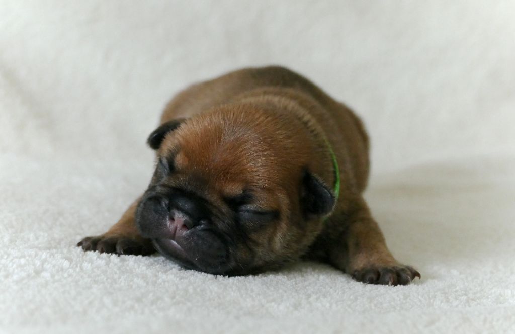 du Domaine des Bastidiens - Chiots disponibles - Bouledogue français