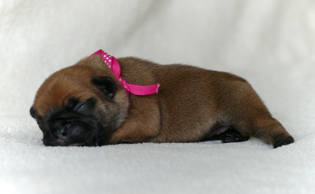 du Domaine des Bastidiens - Chiots disponibles - Bouledogue français